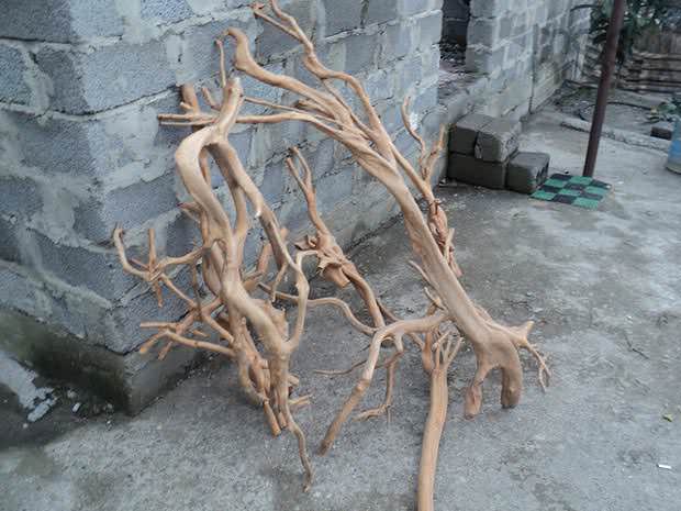 Из причудливых корней можно сделать неповторимые дизайнерские элементы домашнего декора