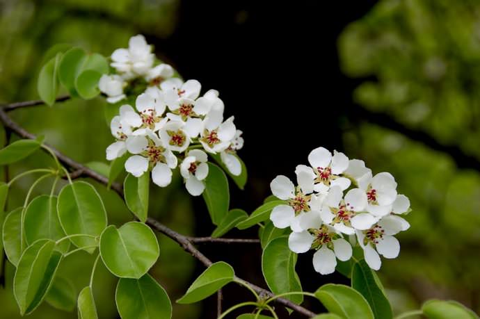 Цветение груши «Лель» наблюдается несколько позже большинства районированных сортов