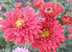 Корейские хризантемы известны более ста лет