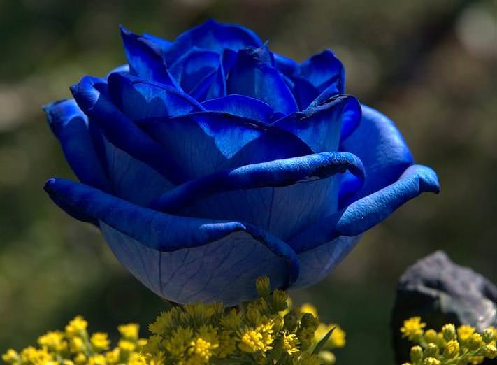 Селекционеры постоянно пытаются вырастить розы необычной окраски