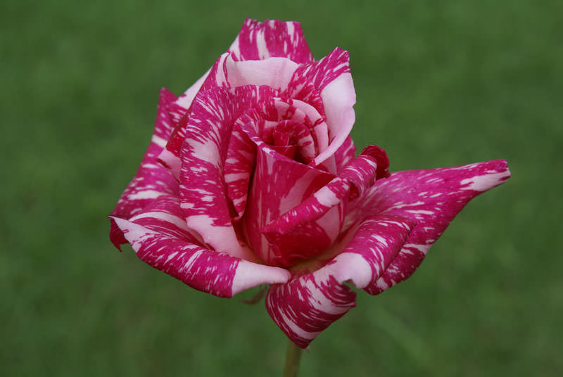 Роза «Candy Stripe»