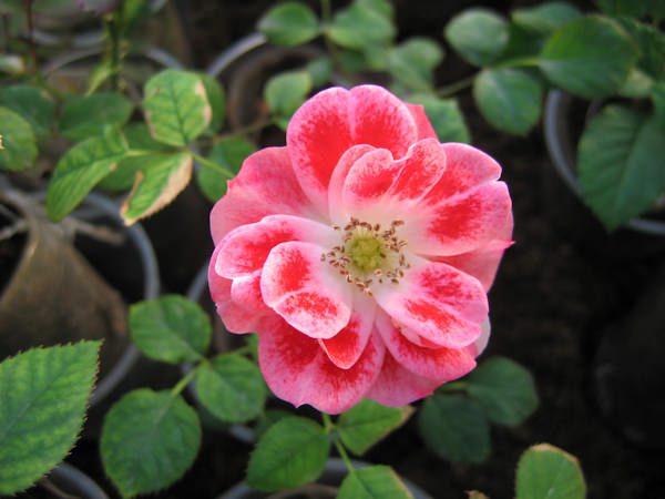 Роза «Picasso»