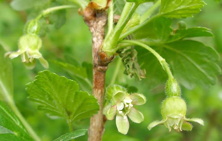 В большинстве случаев ягоды образуются на местах, где они были прошлом году