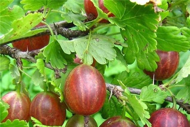 Ряд сортов отличается хорошим плодоношением в течение 6 лет – Яровой, Лондон, Финик