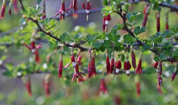 Крыжовник – светолюбивый кустарник