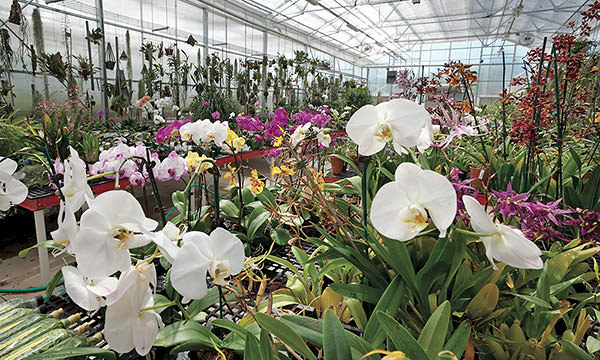 Назначение Оранжерея используется для культивирования растений