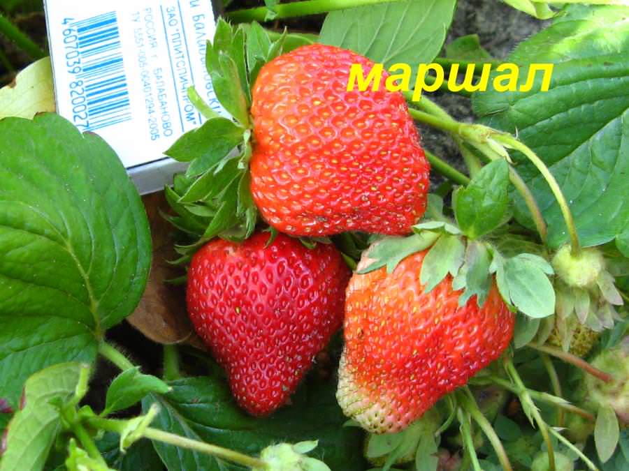 Сорт клубники Маршал вот уже более полувека успешно выращивается на территории США и Японии