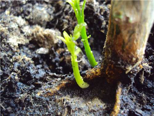 Молодая поросль сливы доставляет много неудобств хозяевам садовых участков