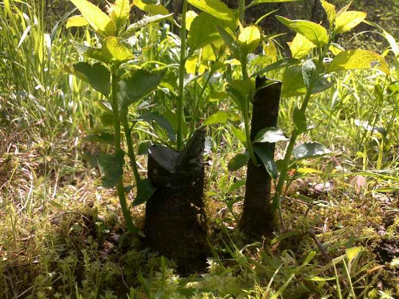 Если вы просто скосите или вырубите поросль, то не добьетесь желаемого результата