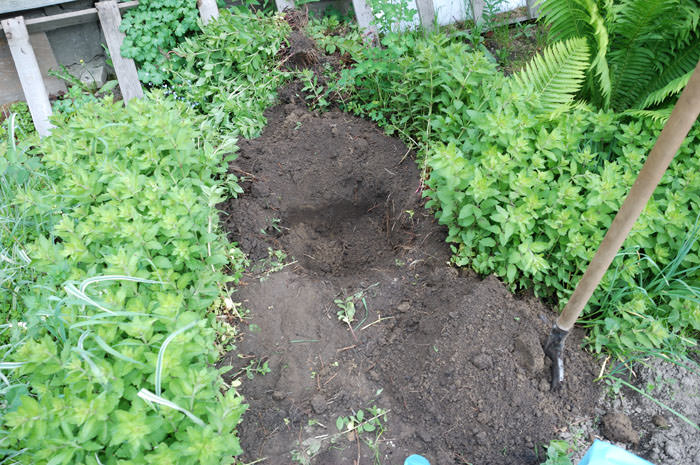 В некоторых случаях выкорчевывание может не помочь