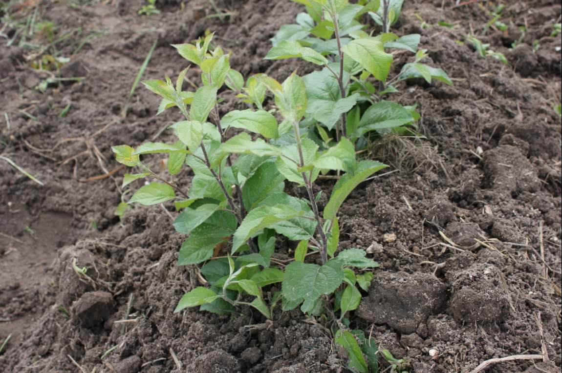 Избавиться от сливовой поросли на участке можно как физическим, так и химическим методами