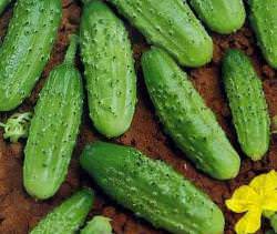 Сорт огурца «Конкурент» раннего срока созревания