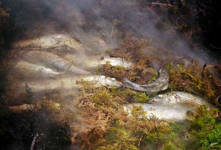 Копчение в полевых условиях без настоящей коптильни