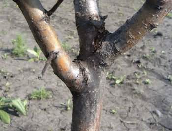 Черный рак — серьезное и практически неизлечимое заболевание для деревьев плодового сада