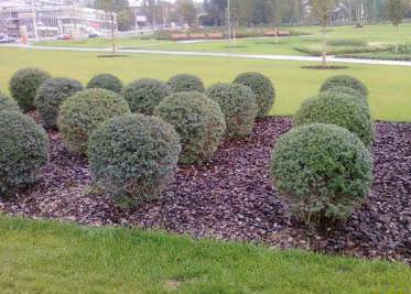 Использование коры деревьев