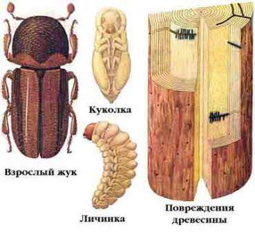 Если же определенная ветвь дерева серьезно заражена, или вы понимаете, что добраться до короеда уже не получится, такие очаги заражения лучше срезать и сразу сжигать