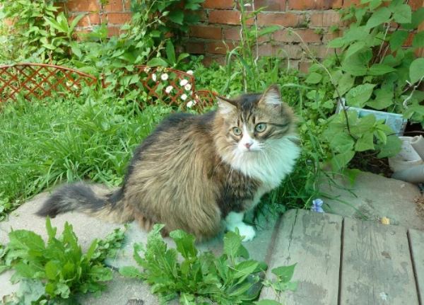 Как защитить растения от кошек на даче