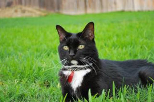 Как вырастить газон для кошки