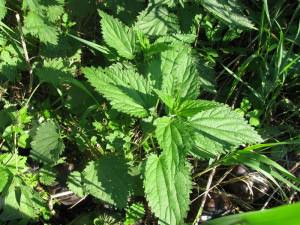 Как победить крапиву