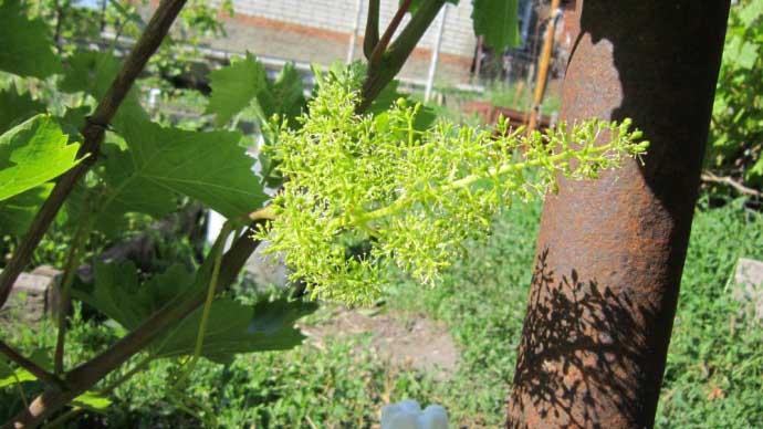 Цветки винограда Краса Никополя формируются обоеполые