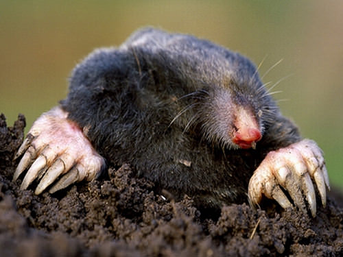 Как избавиться от крота