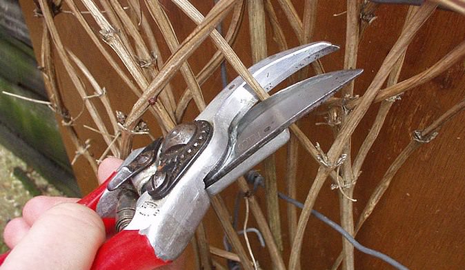 Обрезка – важная часть ухода за клематисами