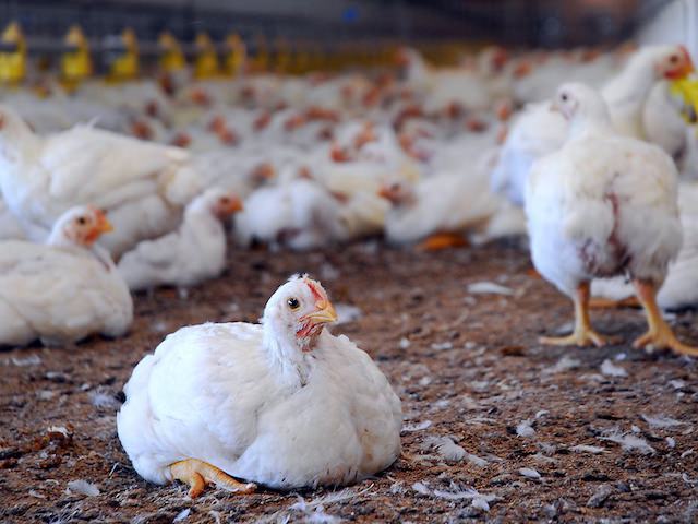 Профессиональные дачники, специалисты агротехники в Сети, а также наши соседи по даче – умелые бабушки и дедушки, описывают десятки рецептов приготовления подкормок из птичьего помета