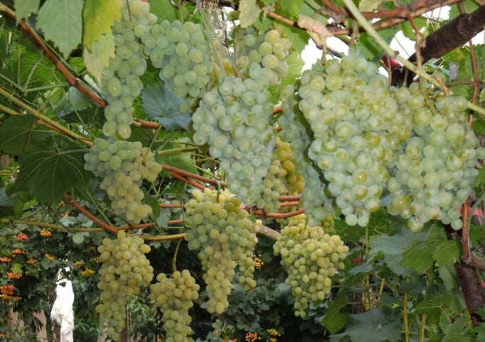 На кустах винограда «Белое чудо» формируются крупные грозди