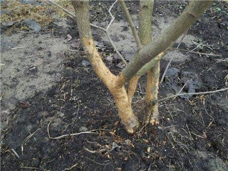 Незащищенное дерево может пострадать от мороза