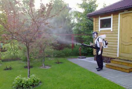 Уничтожая очаги заболеваний и гнезда вредителей, мы уменьшаем негативную нагрузку на дерево