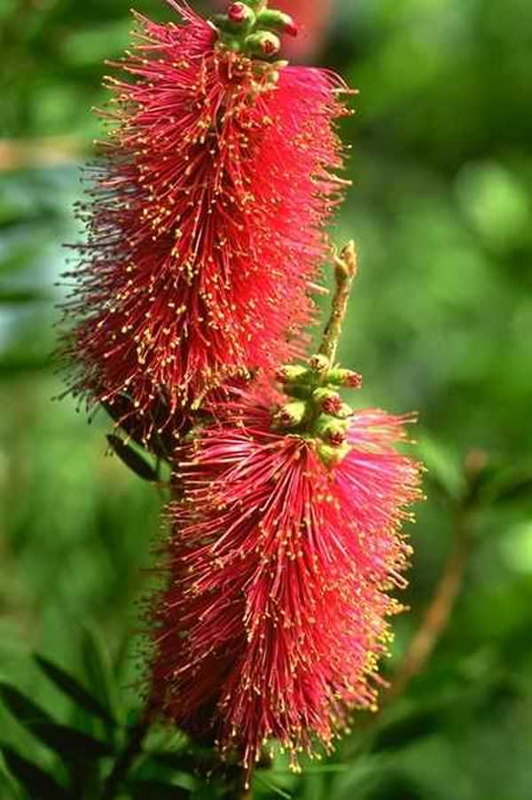 Удачно лиатрис сочетается и с полевыми растениями, но не стоит забывать, что он идеально подходит и для одиночных посадок