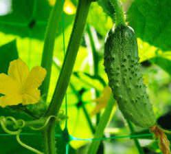 Ранние сорта огурцов очень популярны в нашей стране.