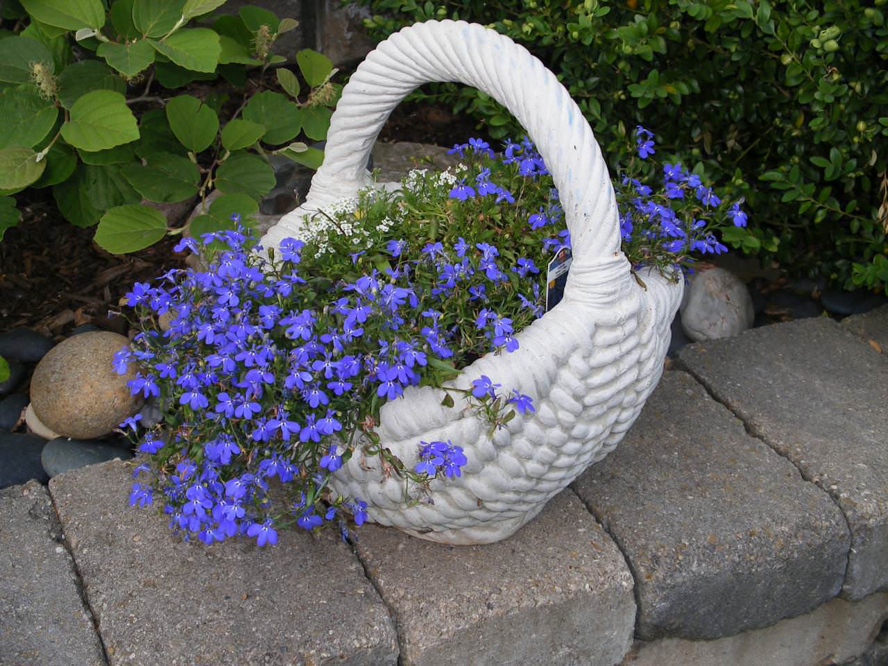 Лобелия часто присутствует на территории многих дачных участков