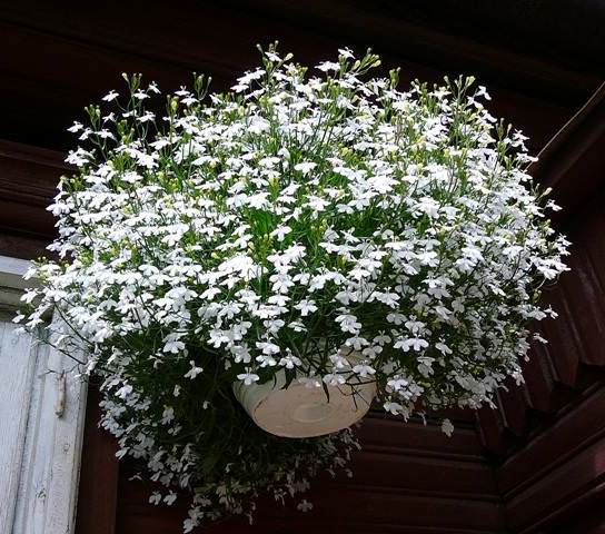 Лобелия является однолетним медленнорастущим растением, которое относится к семейству колокольчиковых