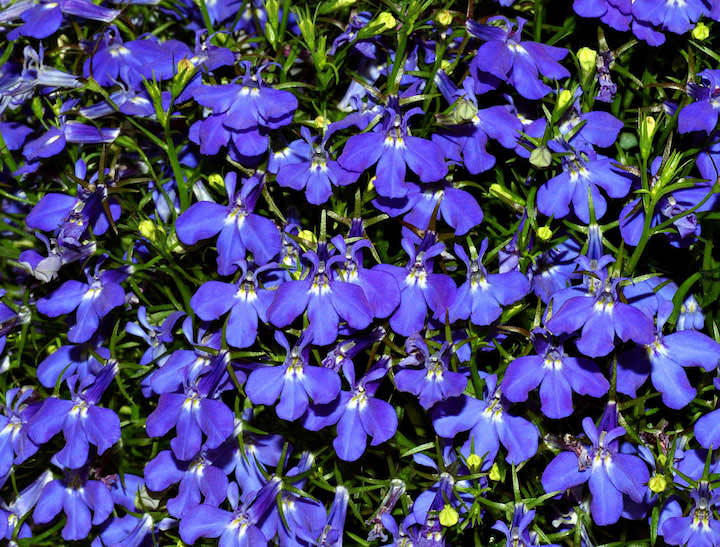 Родиной растения является Южная Африка, но это вовсе не означает, что растение может нормально существовать только на дальних землях