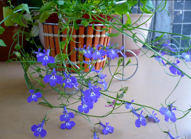 Лобелия прекрасно чувствует себя и в нашем регионе