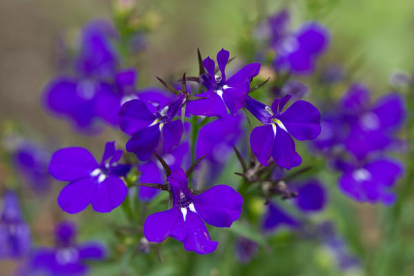 На данный момент, в мире насчитывается более 300 разнообразных видов лобелии