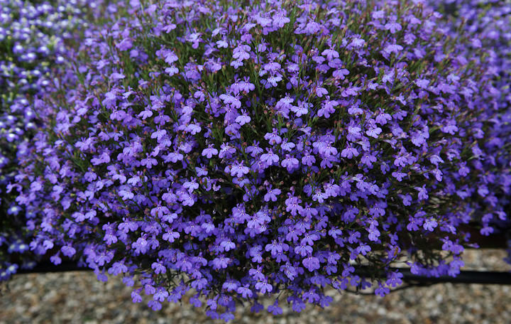 Лобелия считается достаточно теплолюбивым растением, поэтому для него стоит подобрать солнечное место, тихое, без сквозняков и холодного ветра