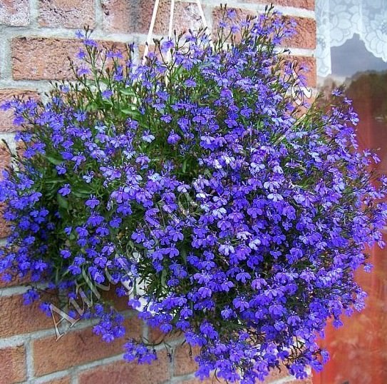 Лобелия предпочитает повышенную влажность, а поэтому требует постоянного полива