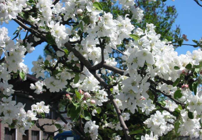 Деревья сорта «Услада» вырастают относительно невысокими