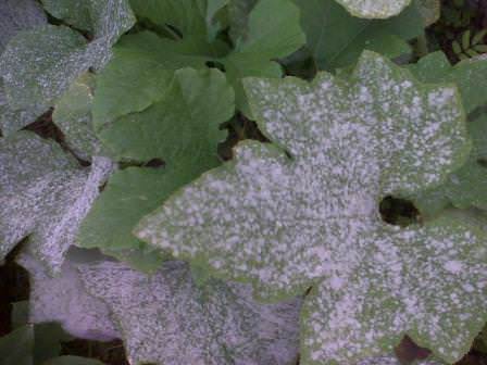 Мучнистая роса огурца: обнаружение заболевания и борьба
