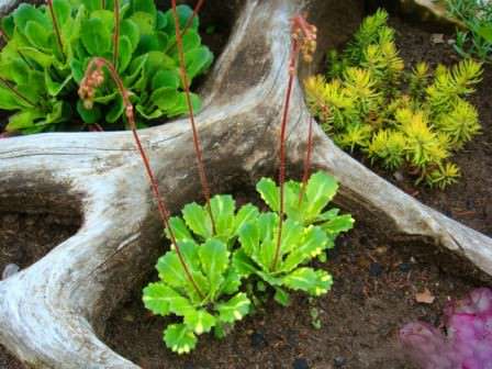 Лишайник — феноменальный симбиоз гриба и водоросли