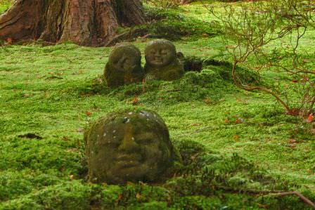 Мох служит показателем благоприятной экологии в том месте, где он появляется