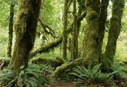 Хорошо собрать готовые растения в лесу