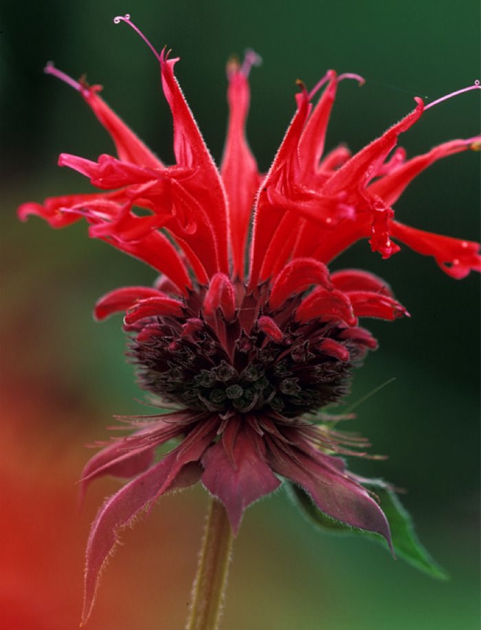 При правильном уходе монарда довольно быстро разрастается и поэтому делить ее плантации будет нужно каждые несколько лет