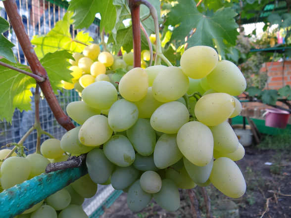 Виноград «Монарх» востребован у потребителей благодаря хорошим вкусовым показателям
