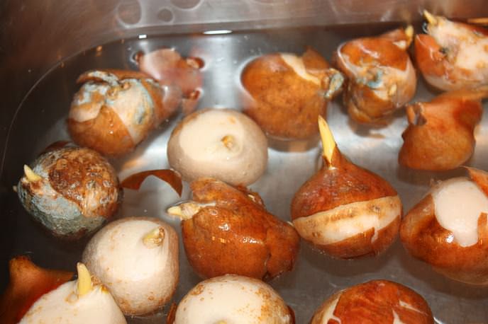 Хорошо зарекомендовало себя предпосадочное применение отвара аптечного чистотела, в котором замачивают луковицы тюльпанов на тридцать минут