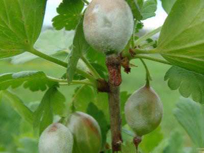 Борьба с мучнистой росой на ягодах и кустах крыжовника