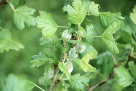 Мучнистая роса — серьезное заболевание крыжовника, способное лишить вас урожая