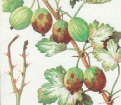 Вовремя распознать заболевание помогут признаки мучнистой росы